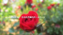 玫瑰花园