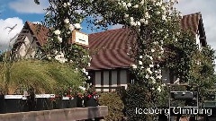大卫.奥斯汀玫瑰花园