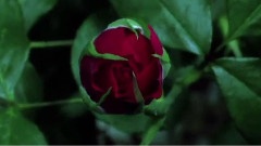 鲜花绽放