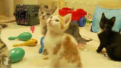 Kittens,Kittens And Kittens