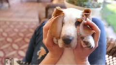 Puppies,Puppies And Puppies