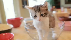 Kitten Bowl 2014