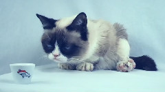 Grumpy Cat And Pokey Predict The Super Bowl