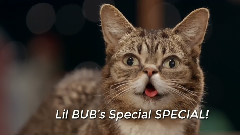 Lil BUB's Big Show