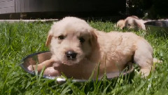 Puppies,Puppies and Puppies