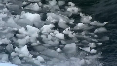 凌雪暗香