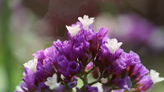In The Spring Garden