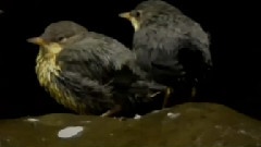 清心普善咒