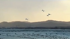 古筝情