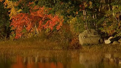 The Golden Autumn