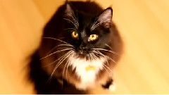 The Most Interesting Cat In The World