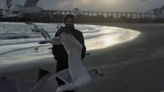 Memories & Birds