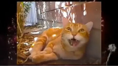 Пожелания За Късмет от Черно Коте