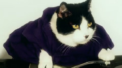 Meow
