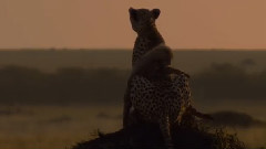 Earth African Wildlife