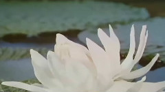 Dream Of Lily
