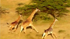 Africa