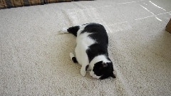Fat Cat Rolls Around In Catnip