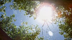Chauncey's Garden Diary