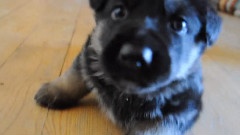 1 Month Old