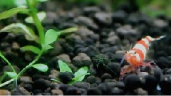 20L Shrimp Tank