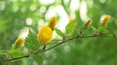 Time Lapse Flowers