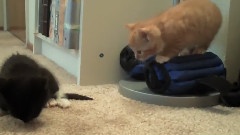 Cute Baby Kittens Music Video! Episode 1
