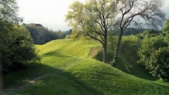 Fields of Gold