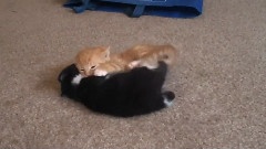 Cute Baby Kittens Music Video! Episode 3