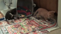 Cute Baby Kittens Music Video! Episode 2