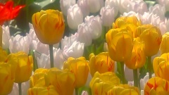 Flowers Of Holland