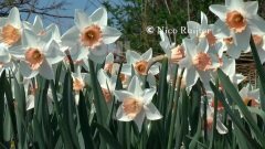 Nederland,Bulbs,Fields And Keukenhof