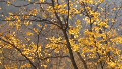 Autumn Has Come
