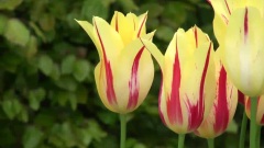 Keukenhof 2014