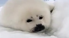 Россия Арктика (Wild Russia Arctic)
