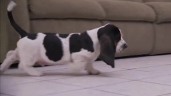 Max The Basset And Dot The Hamster