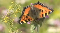 Butterfly Waltz Brian Crain
