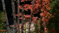 Autumn Leaves