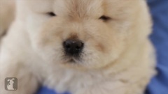 Chow Puppy Is Sexy And He Knows It