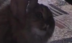 NONONONO Cat
