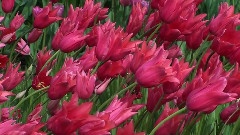 Keukenhof