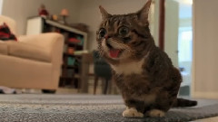 Bub Climbs 15 Steps Like A Champ