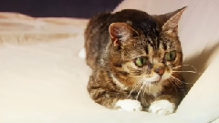 Bub Plays