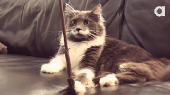 Hamilton The Hipster Cat Found A Remote Cooler Than Yours