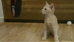 Kittens Climbing Mt. Human