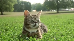 Lil Bub Goes To Yhe Park