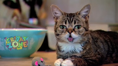 Lil Bub On The Friday Zone