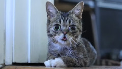 Bub As A Kitten