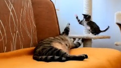 Cute Kitten