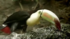 Wild Amazon